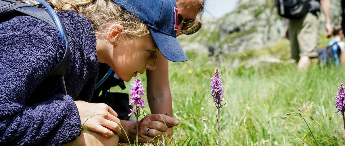 Randonneurs en montagne identifiant des plantes alpines rares avec l’aide d’un guide naturaliste