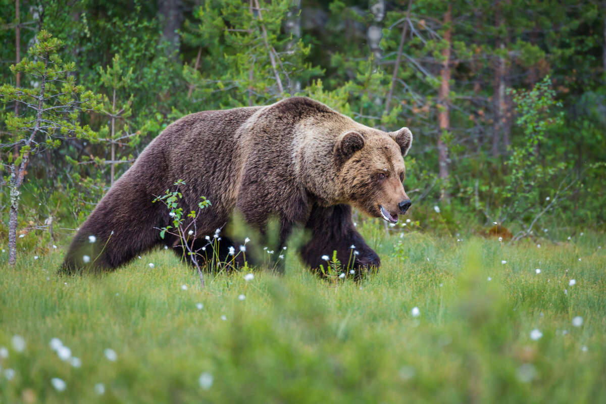 L'ours brun a trouvé refuge en montagne