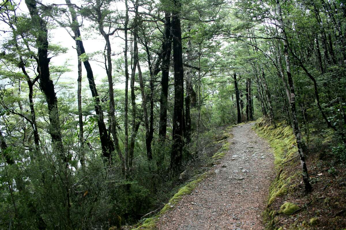 Sentier serpentant dans les forêts de montagne