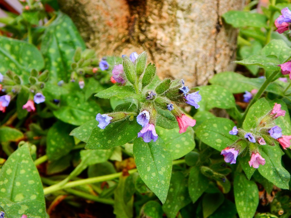 Balade pédestre à la découverte et la cueillette des plantes sauvages comestibles