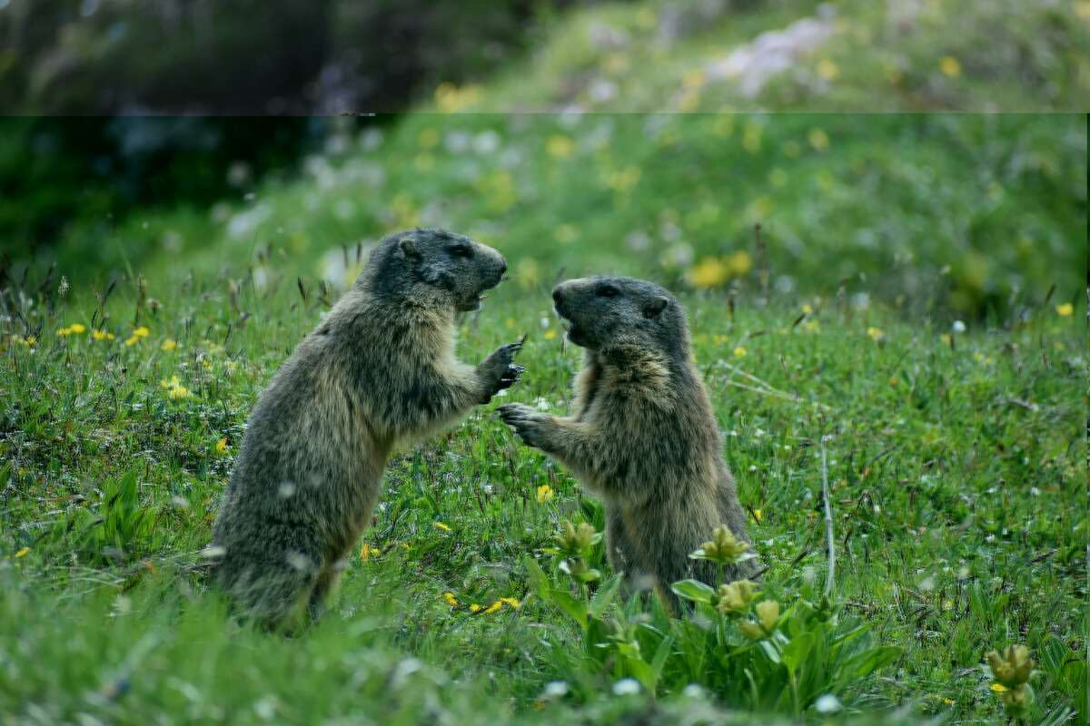 Marmottes au Tourmalet