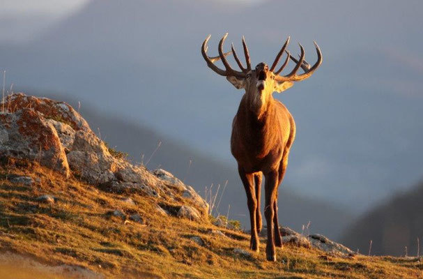 Randonnée à la rencontre des grands cerfs et à l'écoute du brâme