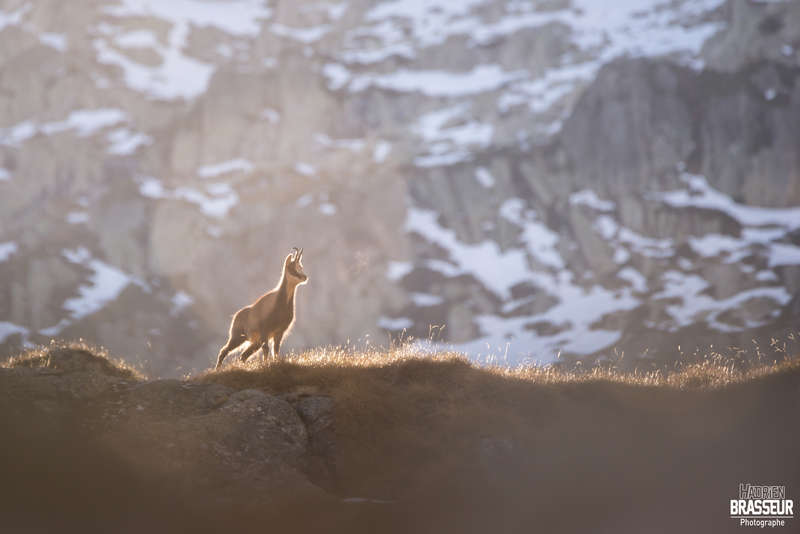 Rando photo animalière