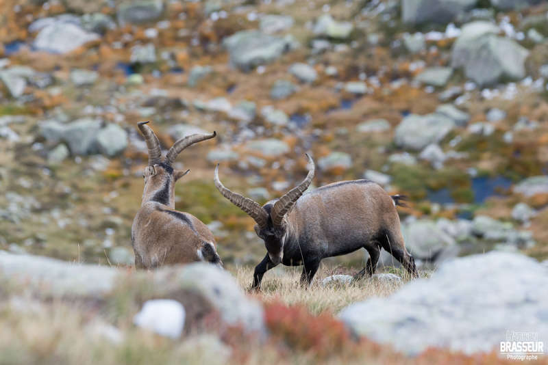 Rando photo animalière 3