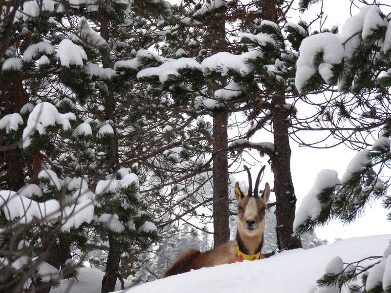 Isard et compagnie