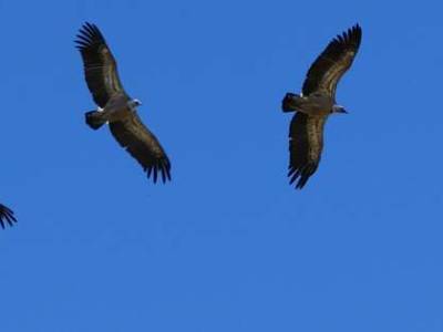 Randonnée observation des grands oiseaux