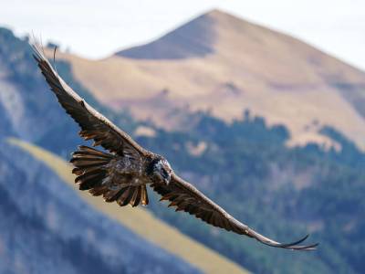 🦅 Randonnée naturaliste - Les seigneurs du ciel : les rapaces des Pyrénées