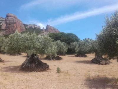 Randonnées autour des Mallos de Riglos