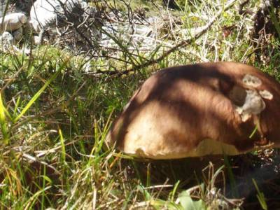 Balade-cueillette de champignons
