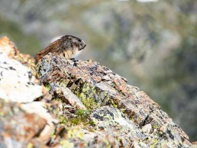Petite randonnée à la rencontre des marmottes