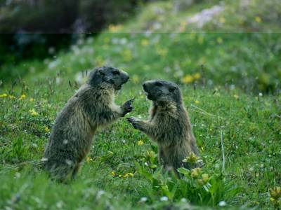Rencontre des marmottes au Tourmalet
