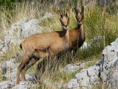 Petite randonnée sur la piste des animaux