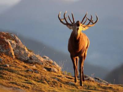 Randonnée nocturne à l'écoute des cerfs