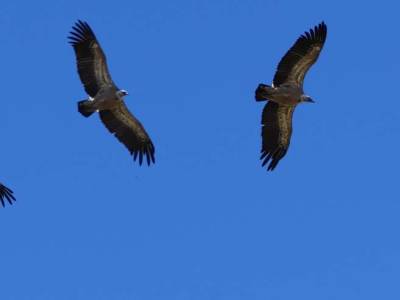 Observation des grands oiseaux