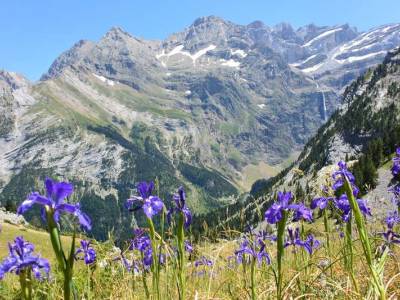 Randonnée botanique en Pyrénées