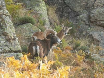 Randonnée à la rencontre des mouflons