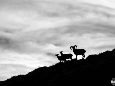  Stage photo "Le rut du mouflon"