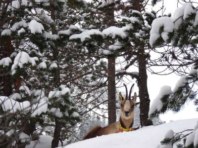 Randonnée à raquettes à l'affût des isards