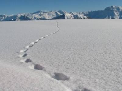 Balade à raquettes sur la piste des animaux