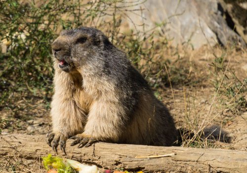 Petite randonnée à la rencontre des marmottes