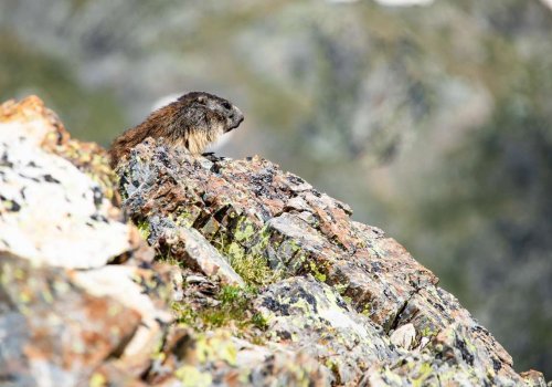 Balade à la rencontre des marmottes