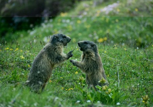 Rencontre des marmottes au Tourmalet