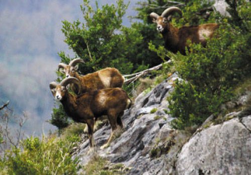 A la rencontre des mouflons