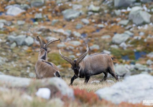 Rando-photo faune sauvage