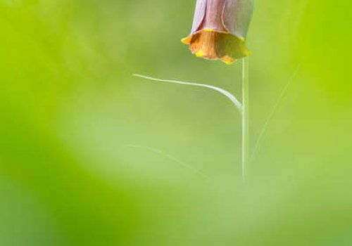 Rando-photo macro
