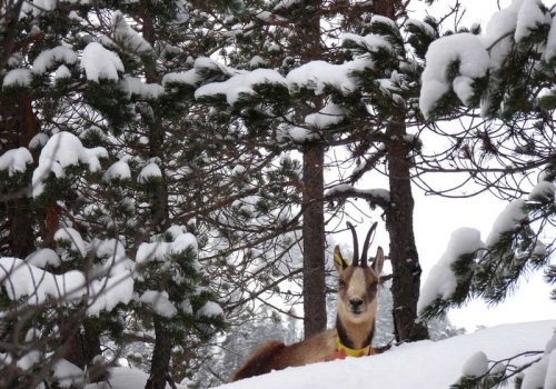 Randonnée à l'affût des animaux