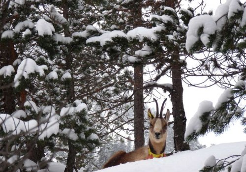 Randonnée à raquettes à l'affût des animaux