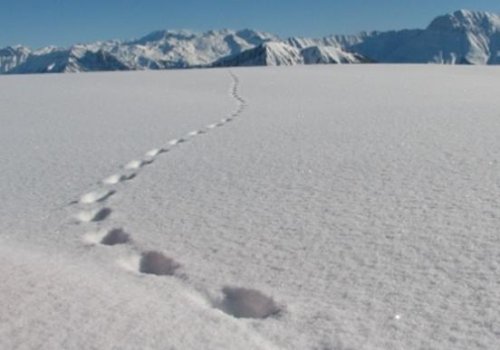 Rando sur la piste des animaux