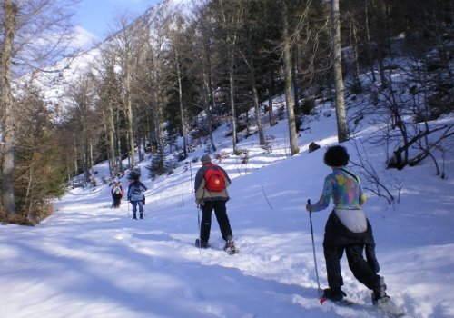 Randonnée à raquettes à Barèges forêt de l'Ayré