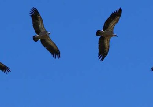 Des becs et des plumes