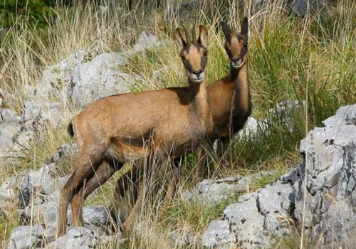 Balade sur les traces des animaux