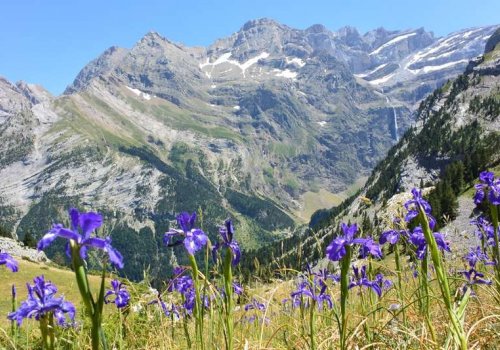 Randonnée botanique en Pyrénées