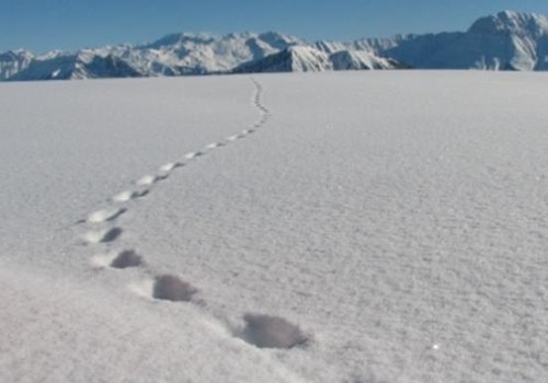 Balade à raquettes sur la piste des animaux