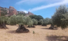 Oliveraie au pied des Mallos de Riglos