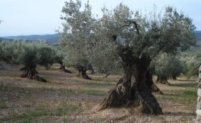 Vieille oliveraie à Riglos